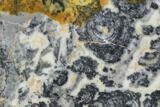 Proterozoic Age Columnar Stromatolite (Asperia) Slab - Australia #96289-1
